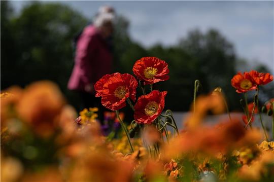 Besucher gehen bei der niedersächsischen Landesgartenschau  in Bad Gandersheim an Mohnblüten vorbei.