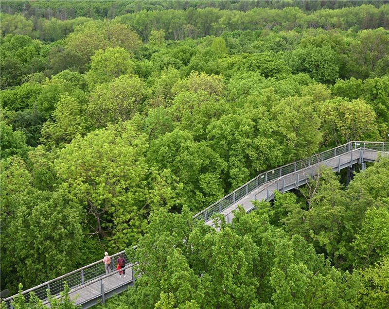 Debatte um deutsche Nationalparks: Mehr Platz für die Natur? Besucher gehen über den Baumkronenpfad im Nationalpark Hainich unweit von Bad Langensalza. Der Nationalpark gehört seit 2011 zur Welterbestätte "Buchenurwälder der Karpaten und alte Buchenwälder Deutschlands".