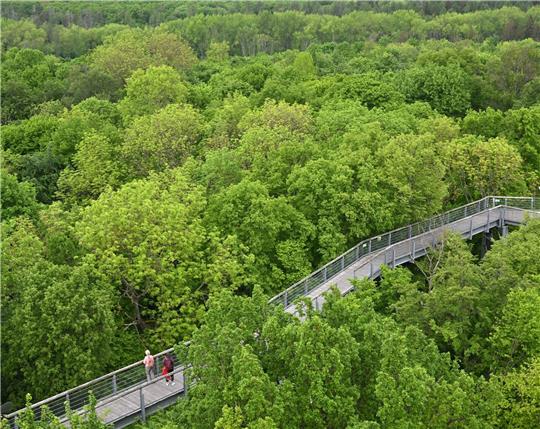 Besucher gehen über den Baumkronenpfad im Nationalpark Hainich unweit von Bad Langensalza. Der Nationalpark gehört seit 2011 zur Welterbestätte "Buchenurwälder der Karpaten und alte Buchenwälder Deutschlands".