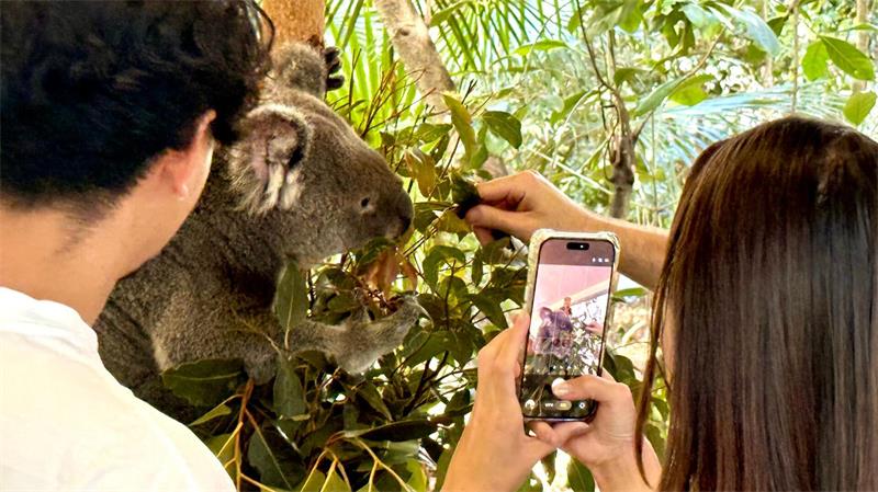 Besucher können im Lone Pine Koala Sanctuary einen „Koala Moment“ buchen.