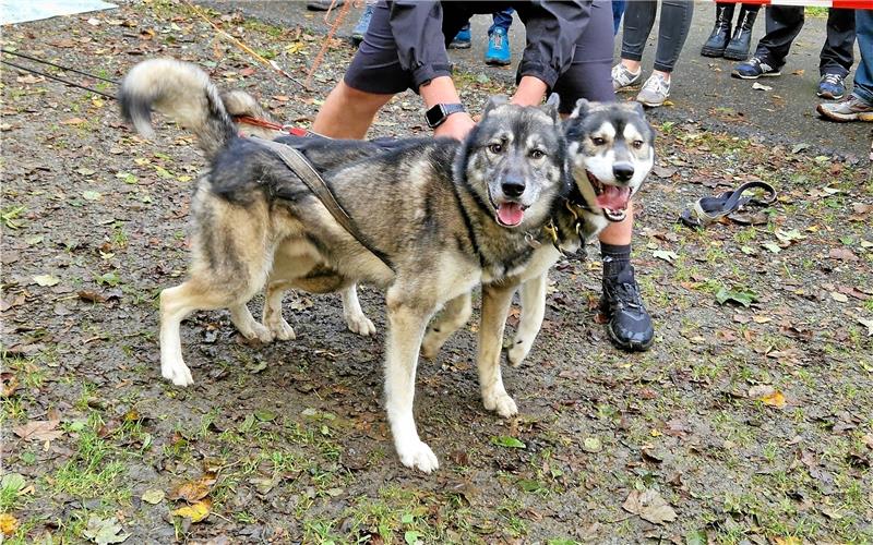Besucher können mit den Hunden auf Tuchfühlung gehen. Foto: Knoke