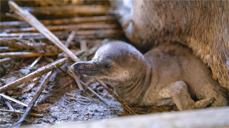 Besucher sollen den Nachwuchs voraussichtlich im Sommer sehen können.