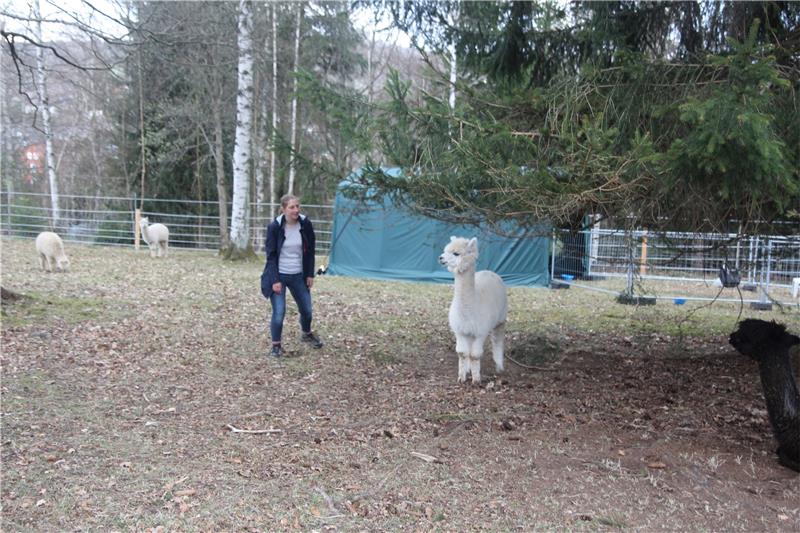 Betriebsleiterin Anke Landschreiber freut sich, dass ihre 14 Alpakas jetzt auf einer mehrere tausend Quadratmeter großen Wiese im oberen Kurpark weiden können.  Foto: Eggers