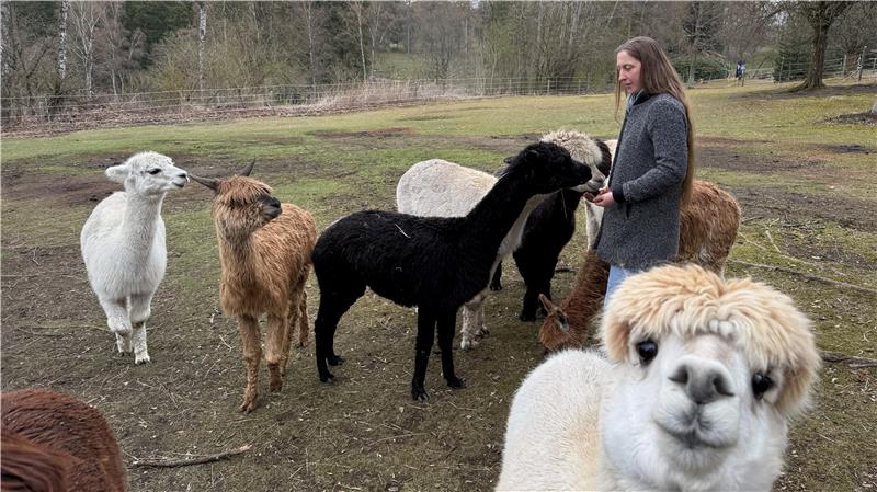 Das Foto zeigt eine Frau, die Alpakas füttert.