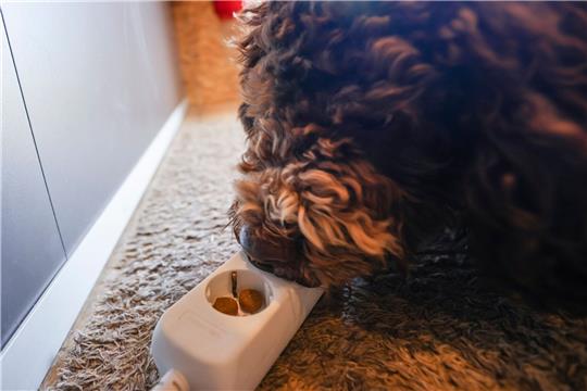 Bettwanzenspürhunde arbeiten sowohl präventiv als auch bei einem konkreten Verdacht auf einen Bettwanzenbefall.