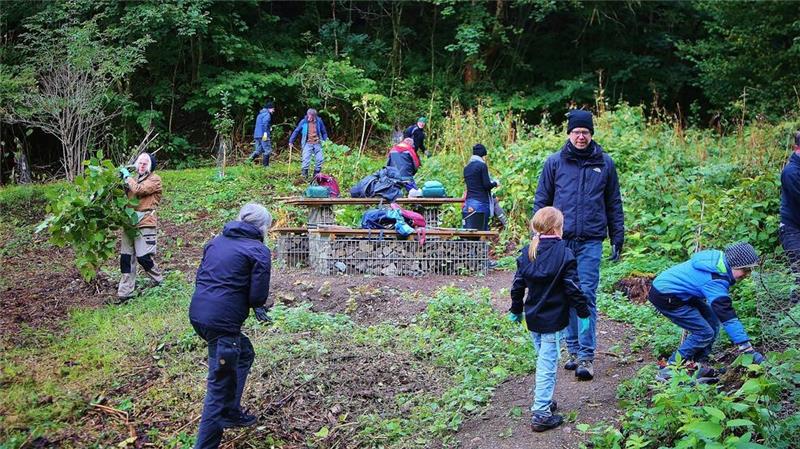 Bergstadtverein pflanzt neue Babybäume im Kälbertal Bevor die neuen Babybäume gepflanzt werden können, haben etwa 30 Helfer den japanischen Knöterich, eine invasive Pflanzenart, im Kälbertal entfernt.