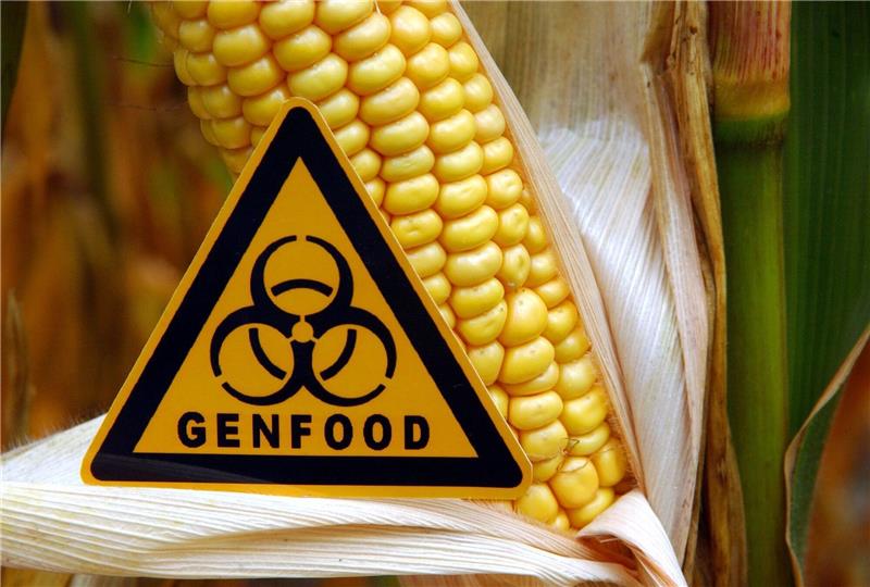 EU-Parlament für weniger strenge Gentechnikregeln Bevor weniger strenge Gentechnik-Regeln endgültig beschlossen werden können, müssen sie noch in einem weiteren Schritt mit den EU-Staaten ausgehandelt werden.
