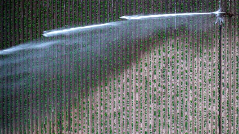 Monate fast ohne Regen - Droht ein schlimmer Dürresommer? Bewässern ist teuer - derzeit aber vielfach nötig.