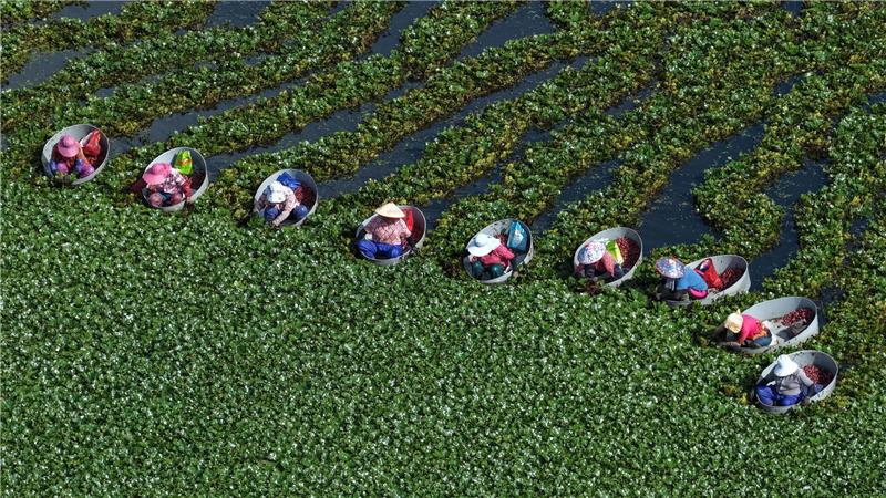 Bilder des Tages Bewohner von Huaian ernten in der ostchinesischen Provinz Jiangsu Wasserkastanien.