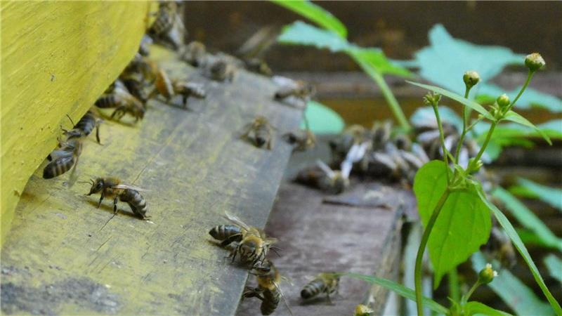Nicht nur an Honig denken: Kritik am privaten Bienen-Boom Bienen bringen Pollen in den Bienenstock. (Archivbild)