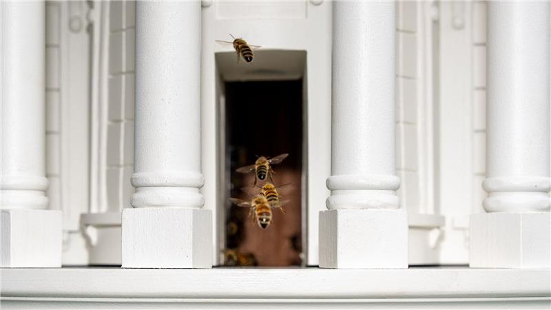 Bienen fliegen durch die Tür eines Bienenstocks, der dem Weißen Haus nachempfunden ist, auf dem Südrasen des Weißen Hauses in Washington.