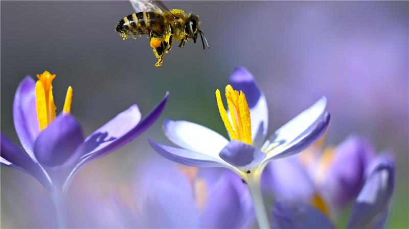 Bienen fliegen wieder