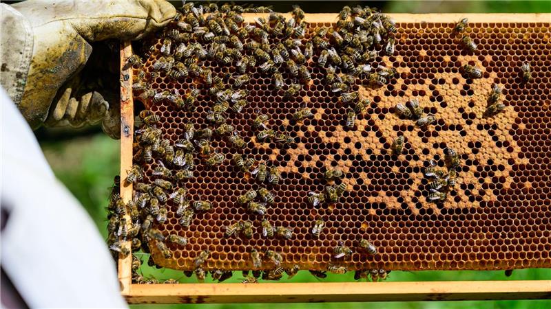 Trend zum Imker - Kiekeberg vermittelt Wissen Bienen sind an Waben auf dem Gelände vom Freilichtmuseum am Kiekeberg zu sehen.