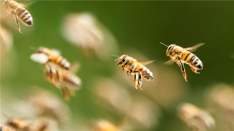 Bienenalarm an einem italienischen Strand. (Symbolbild) 