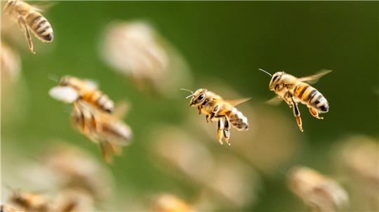 Bienenalarm an einem italienischen Strand. (Symbolbild) 