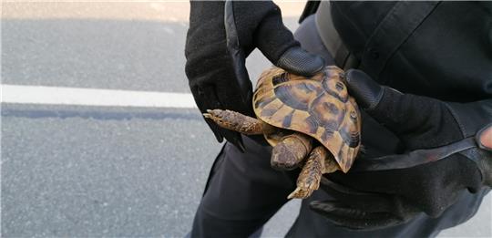 Schildkröte festgenommen und Biker 64 km/h zu schnell