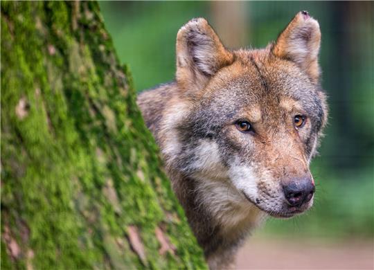 Landvolk: „Keiner will den Wolf ausrotten“