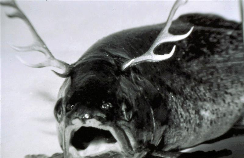 Aprilscherz 2011: Die Hirschbachforelle