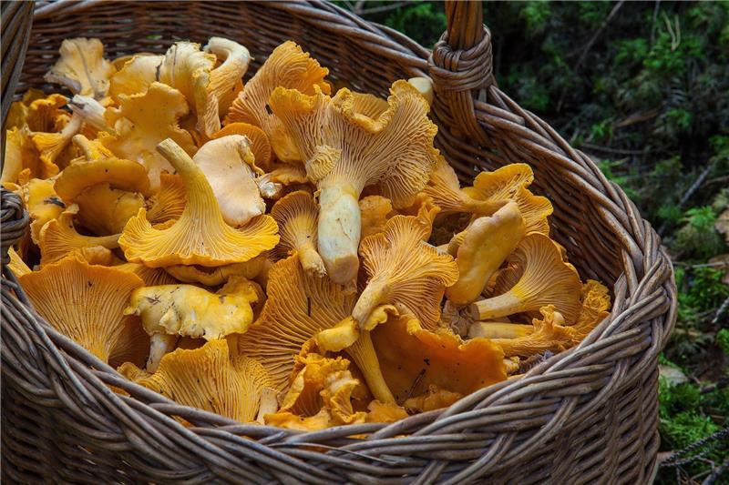 Der Herbst könnte für Pilzsammler gut werden - aber nicht überall