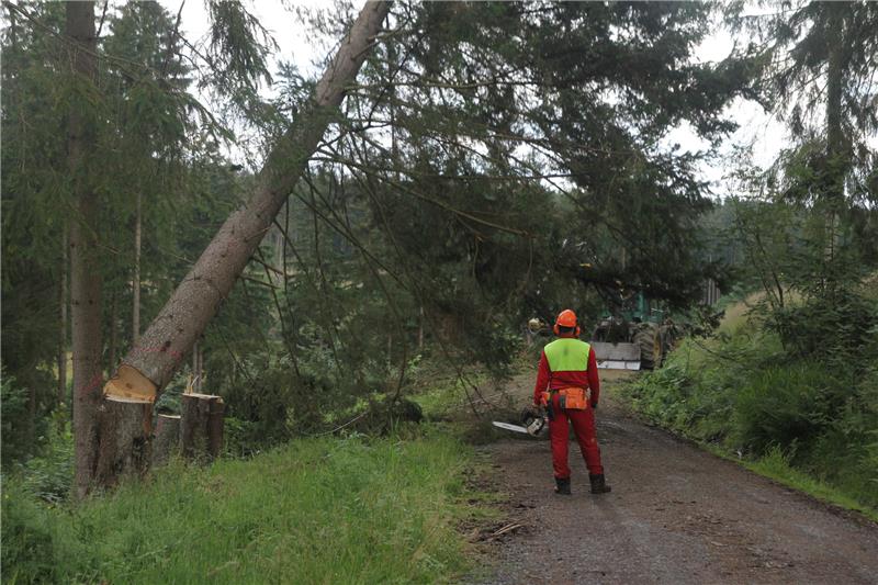 Borkenkäfer ist rund um Braunlage nicht mehr zu stoppen