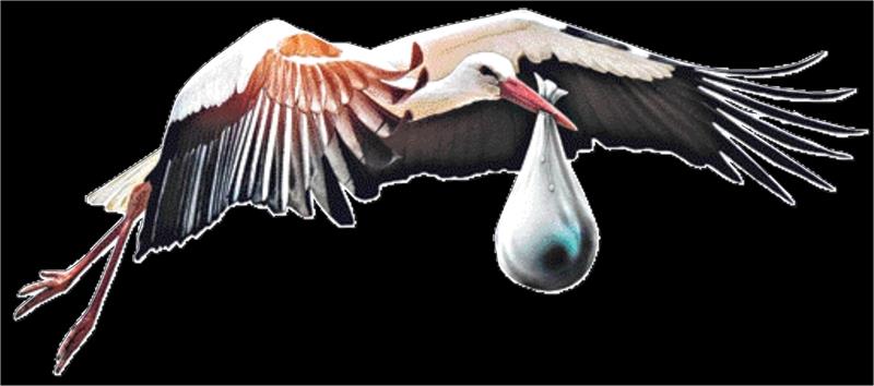 Die Geschichte vom Weihnachtsstorch