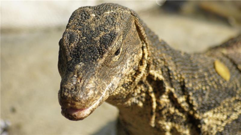 Riesenechsen im Großstadtdschungel: Bangkoks Bindenwarane Bindenwarane bevölkern die Erde sei Millionen von Jahren.