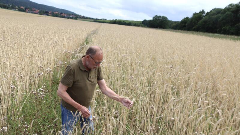 Lichtkornroggen als Basis für ein neues Harzer Vollkornbrot Bio-Landwirt Detlef Vollheyde auf seinem Roggenfeld bei Weddingen. Links zu sehen ist der herkömmliche Roggen, rechts der Lichtkornroggen, der hier erstmals angebaut wird.
