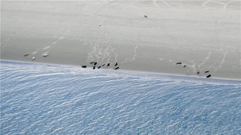 Bis 1974 durften Seehunde im niedersächsischen Wattenmeer gejagt werden. 