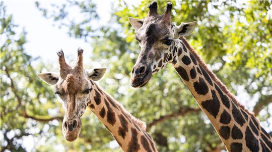 Bis Montag lebten noch zwei Rothschild-Giraffen im Erlebnis-Zoo Hannover. (Archivbild)