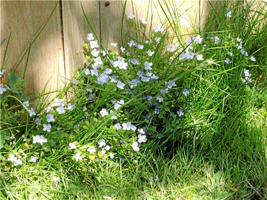 Bis das Gras so lang gewachsen ist, geht noch Zeit ins Land. Aber es wird wieder so sein, dass ich nach dem Rasenmähen das Gras und die blühenden Pflanzen wie Ehrenpreis stehen lasse, damit Insekten Nahrung und Deckung haben. Archivfoto: Borchers