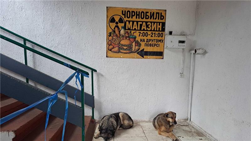 Rätsel um blaue Hunde in Tschernobyl ist gelöst Bis heute gibt es in Tschernobyl eine Population von Straßenhunden.