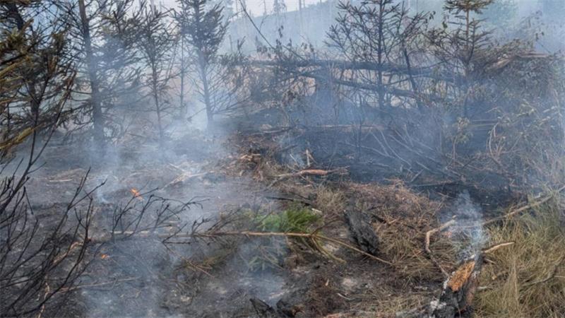 Schon wieder ein Waldbrand im Harz: Löschflugzeug im Einsatz Verbrannte Bäume und Glutnester im betroffenen Waldstück