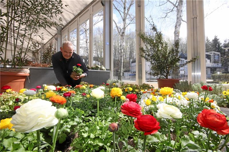 Landesgartenschau in Bad Gandersheim startet heute Bis kurz vor dem Laga-Start laufen die Arbeiten an der Blumenschau. Bert von der Forst pflanzt noch wenige Stunden vor der Eröffnung in der Halle. Foto: Gereke