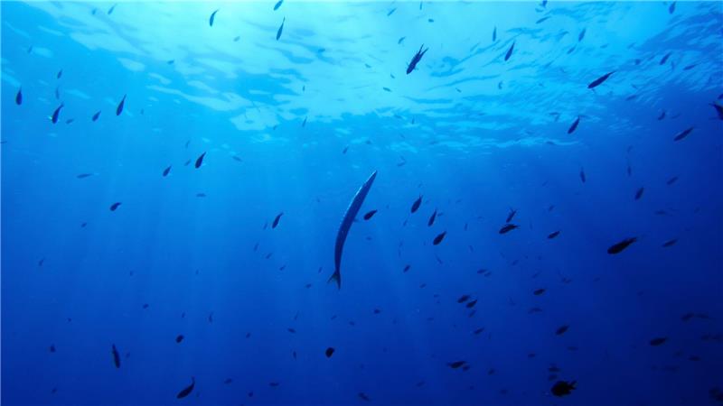 Bisher gibt es für die Hochsee keine einheitlichen Umweltregeln. (Illustration)