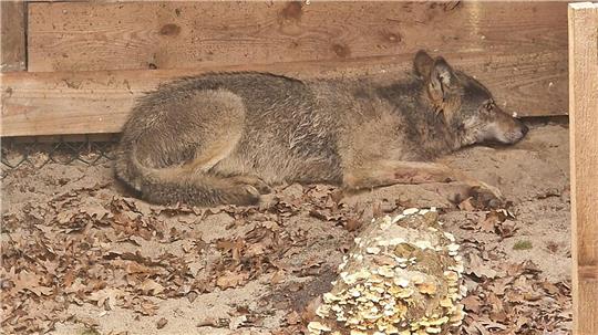 Bisher konnten weder der Wolf noch das Halsband mit seinem Sender gefunden werden. (Archivbild)