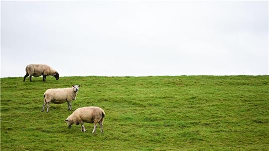 Bislang ist unklar, wem der Hund gehört. (Symbolbild)