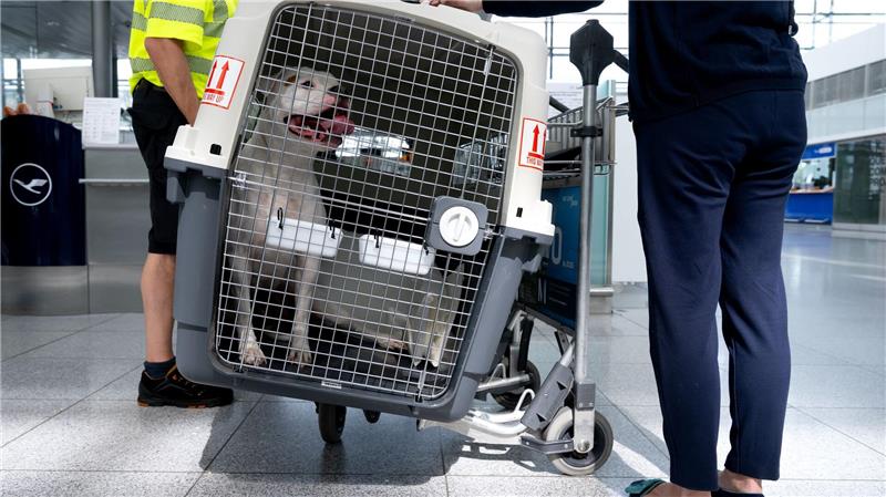 Lufthansa-Tochter erlaubt 30-Kilo-Hunde in Flugzeugen Bislang müssen größere Hunde in Transportboxen. (Symbolbild)