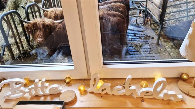 Neues Hof-Café in Wildemann bietet direkten Blick in den Kuhstall Bitte lächeln: Beim Kaffeetrinken ist es möglich, den Kühen direkt in die Augen zu sehen und ein Foto von ihnen zu machen.