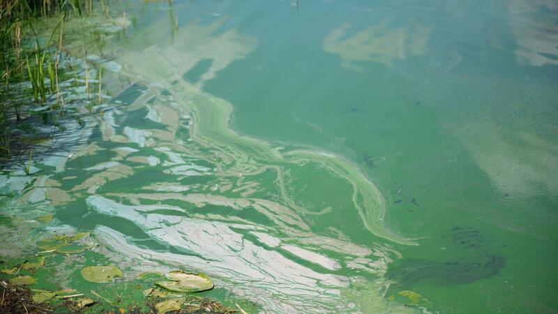 Blaualgen in stehenden Gewässern sind im Sommer keine Seltenheit. (Archivbild)
