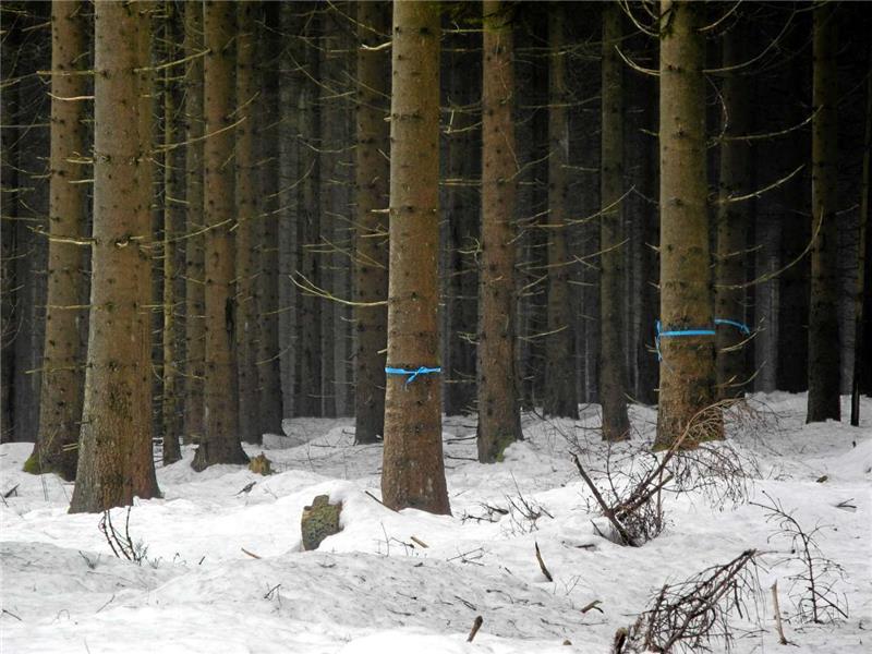 Blaue Bänder markieren die „Zukunftsbäume“: Das sind besonders gut gewachsene Exemplare.  Foto: Pagenkemper
