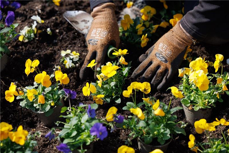 Landesgartenschau wird in Bad Gandersheim eröffnet Blaue und gelbe Stiefmütterchen werden eingepflanzt auf dem Gelände der Landesgartenschau.