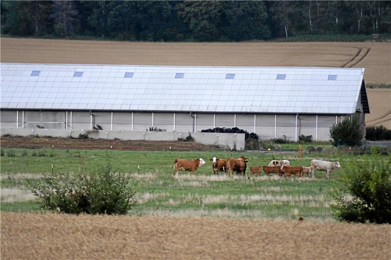 Blick auf den Kuhstall im Neiletal bei Lutter, der im Dezember 2019 in die Schlagzeilen geriet: Auf den benachbarten Weiden zieht wieder Leben ein. Foto: Gereke