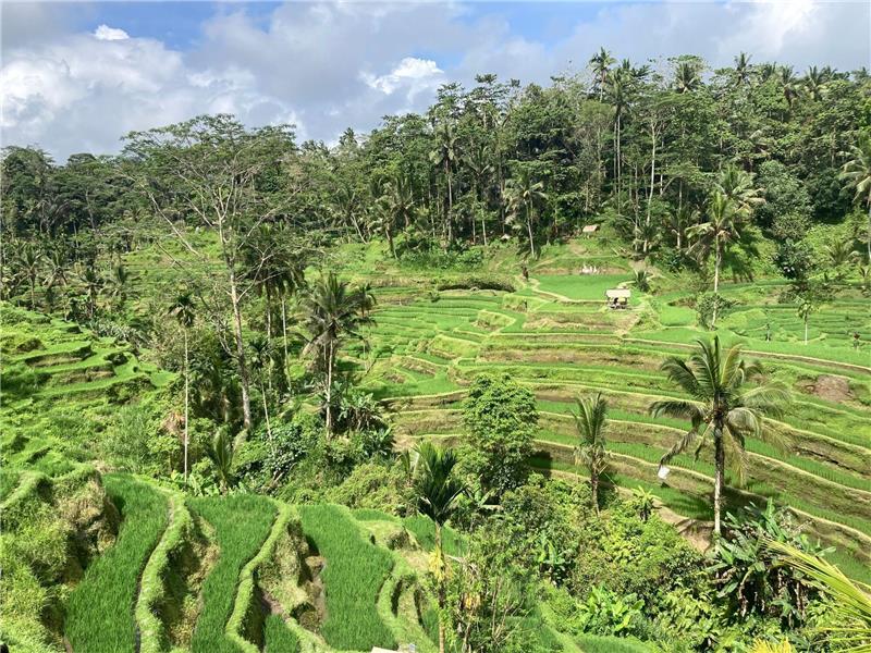 Sorge auf Bali: Indonesien erhöht die Vergnügungssteuer Blick auf die berühmten Reisfelder der indonesischen Urlaubsinsel Bali.