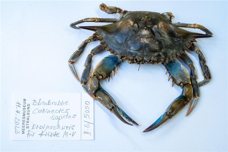Erste Blaukrabbe in südlicher Ostsee ein „Sensationsfund” Blick auf eine Blaukrabbe in der Sammlung des Deutschen Meeresmuseums, die im April 2023 am Strand des Ostseebades Ahlbeck gefunden wurde.