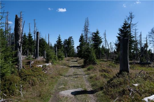 Blick auf einem Wanderweg am Brockenfeldmoor bei Torfhaus im Harz.