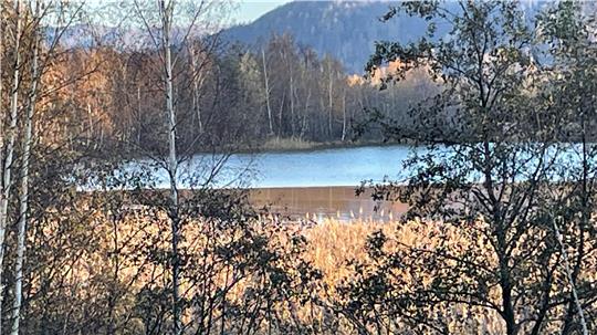 Blick vom Waldesrand durch Bäume im Novemberlicht auf einen der Bergeteiche am Bollrich.