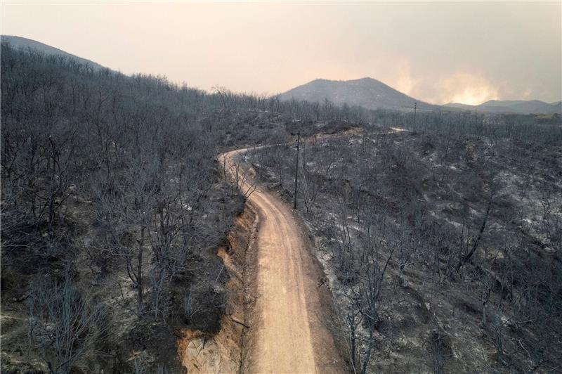 Brand nahe Athen unter Kontrolle - Lage weiter angespannt Blick auf einen verbrannten Wald in der Nähe der Stadt Alexandroupolis in der nordöstlichen Region Evros.