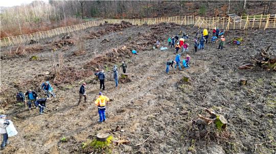 Blick aus der Luft auf die Pflanzfläche bei Wolfshagen: 70 Freiwillige haben hier am Samstag 500 Bergulmen gepflanzt. Foto: Neuendorf