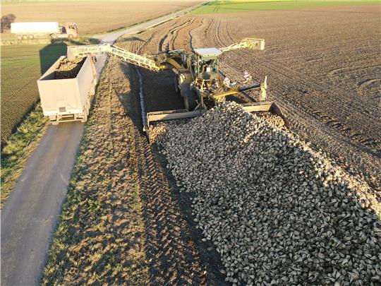 Blick aus der Vogelperspektive auf eine Verlademaus bei der Arbeit: Noch bis zu diesem Samstag werden die Rübenlieferungen in die Schladener Zuckerfabrik andauern, kurze Zeit später wird nach 136 Tagen die Kampagne enden. Fotos: Zuckerrübenanbauerverband Niedersachsen-Mitte, Gereke