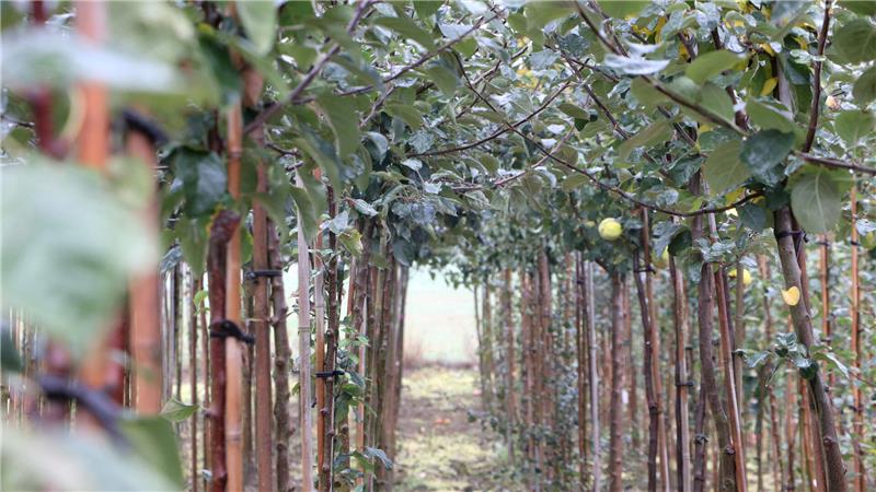 Wie bei Neuwallmoden alte Obstsorten gerettet werden Blick in die Baumreihen: Für eine Streuobstwiese müssen es hochstämmige Bäume sein.